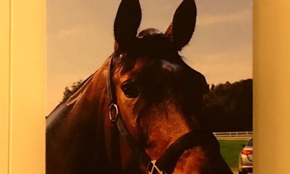 Cokesbury Veterinary Services (Equine Only)