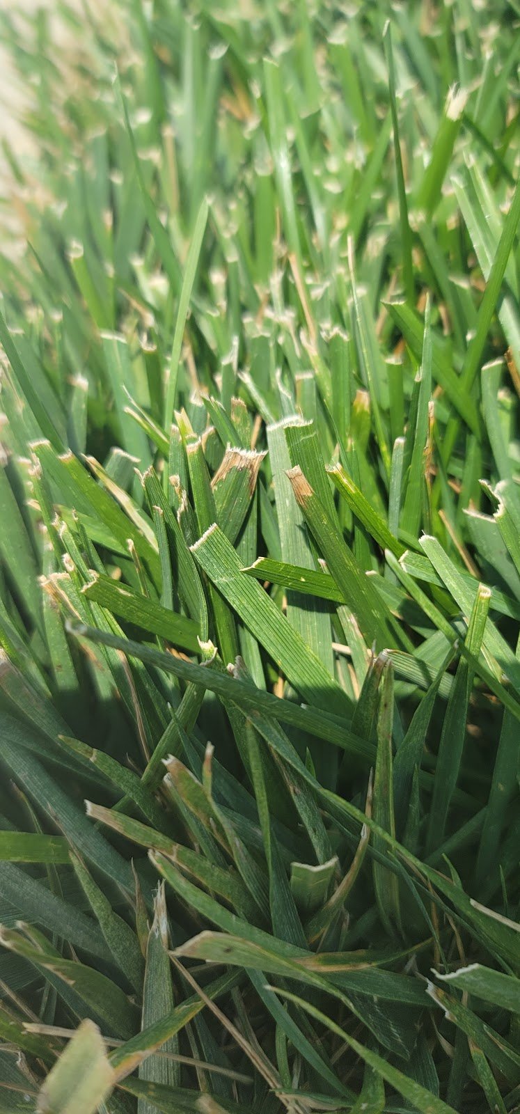 D.R.’s Lawn Maintenance, LLC