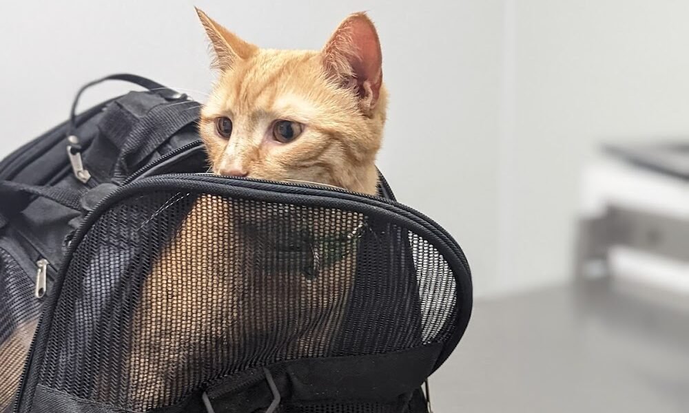 Pet Medical Center