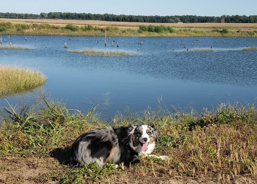 Pocomoke Animal Hospital