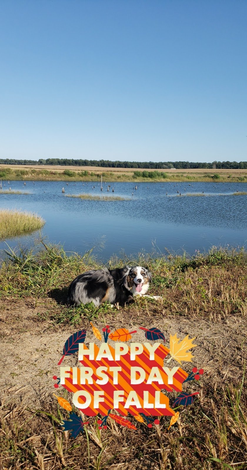 Pocomoke Animal Hospital