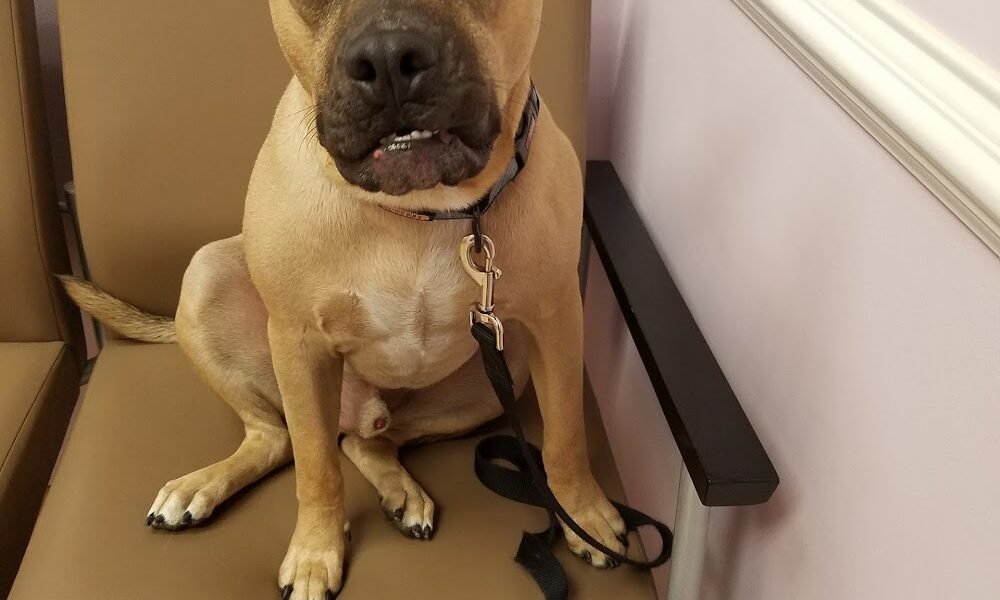 Rehoboth Beach Animal Hospital