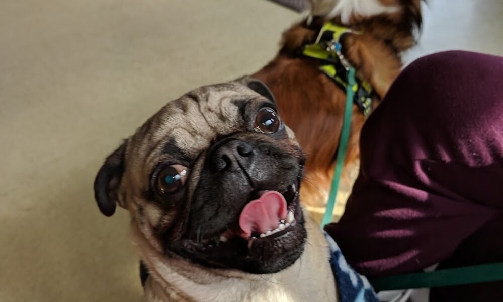Salisbury Animal Hospital